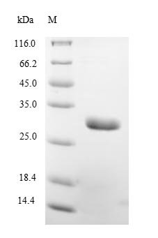 Recombinant Borrelia burgdorferi Outer surface protein A (ospA)