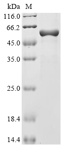 Recombinant Mouse Otoferlin (Otof), partial, Mus musculus (Mouse), E.coli, N-terminal 10xHis-tagged and C-terminal Myc-tagged, 54.2kDa, purity >85% as determined by SDS-PAGE.