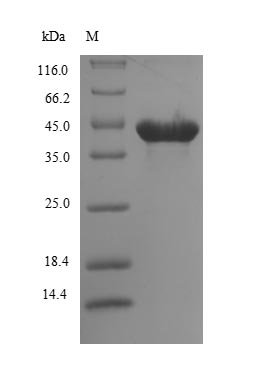 Recombinant Lymantria dispar multicapsid nuclear polyhedrosis virus Major capsid protein (P39)