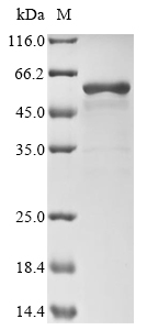 Recombinant Cricetulus griseus Protein disulfide-isomerase (P4HB)