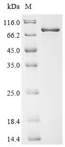Recombinant Mouse Protein-arginine deiminase type-2 (Padi2)