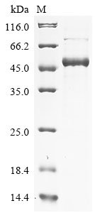 Recombinant Mouse Phenylalanine-4-hydroxylase (Pah)