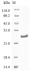 Recombinant Cat Plasminogen activator inhibitor 1 (PAI-1)