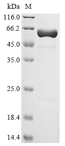 Recombinant Haemophilus influenzae Peptidoglycan-associated lipoprotein (pal), Biotinylated