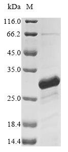 Recombinant Escherichia coli Peptidoglycan-associated lipoprotein (pal)