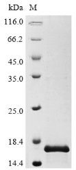 Recombinant Influenza A virus protein PB1-F2 (PB1)