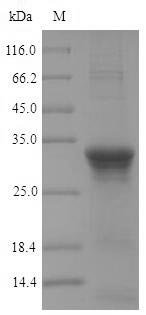 Recombinant Bacillus subtilis Penicillin-binding protein 3 (pbpC), partial