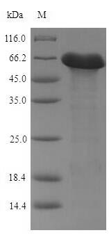 Recombinant Bacillus subtilis Penicillin-binding protein 4 (pbpE)