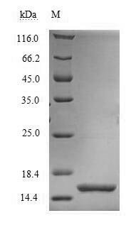 Recombinant Drosophila melanogaster Partner of bursicon (pburs), Drosophila melanogaster (Fruit fly), Yeast, N-terminal 6xHis-tagged, 15.8kDa, purity >90% as determined by SDS-PAGE.