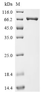 Recombinant Mouse Na (+)/H (+) exchange regulatory cofactor NHE-RF3 (Pdzk1), Mus musculus (Mouse), E.coli, N-terminal 10xHis-tagged, 60.0kDa, purity >95% as determined by SDS-PAGE.