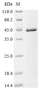 Recombinant Arabidopsis thaliana Arabidiol synthase (PEN1), partial