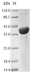 Recombinant Neosartorya fumigata Vacuolar protease A (pep2)