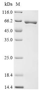 Recombinant Mycobacterium tuberculosis Probable cytosol aminopeptidase (pepA)