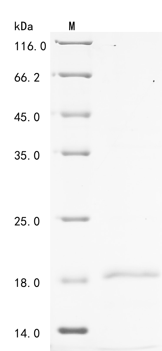 Recombinant Pig Platelet factor 4 (PF4), Sus scrofa (Pig), E.coli, N-terminal 10xHis-tagged and C-terminal Myc-tagged, 17.1kDa, purity >90% as determined by SDS-PAGE.