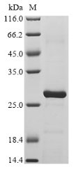 Recombinant Bovine Peptidoglycan recognition protein 1 (PGLYRP1), Bos taurus (Bovine), E.coli, N-terminal 10xHis-tagged and C-terminal Myc-tagged, 26.3kDa, purity >85% as determined by SDS-PAGE.