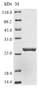 Recombinant Pyrococcus horikoshii Protein archease (PH1536)