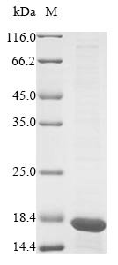 Recombinant Mouse Prohibitin (Phb), partial, Mus musculus (Mouse), E.coli, N-terminal 10xHis-tagged, 16.2kDa, purity >85% as determined by SDS-PAGE.