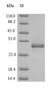 Recombinant Escherichia coli Transcriptional regulatory protein phoP (phoP), Escherichia coli (strain K12), E.coli, N-terminal 10xHis-tagged and C-terminal Myc-tagged, 30.5kDa, purity >90% as determined by SDS-PAGE.