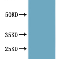 CSB-MP001388HU is detected by Mouse anti-6*His monoclonal antibody.