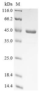 Recombinant Pseudomonas aeruginosa Type IV pilus biogenesis factor PilY1 (pilY1), partial, Pseudomonas aeruginosa (strain PAK), E.coli, N-terminal 10xHis-tagged and C-terminal Myc-tagged, 46.2kDa, purity >90% as determined by SDS-PAGE.