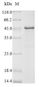 Recombinant Mouse Lysosomal phospholipase A and acyltransferase (Pla2g15), Mus musculus (Mouse), E.coli, N-terminal 10xHis-tagged and C-terminal Myc-tagged, 50.5kDa, purity >85% as determined by SDS-PAGE.