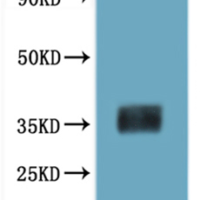 CSB-MP013558MO is detected by Mouse anti-6*His monoclonal antibody.
