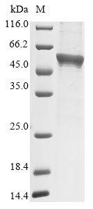 Recombinant Mouse Platelet-activating factor acetylhydrolase (Pla2g7)