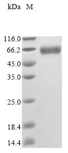 Recombinant Mouse Platelet-activating factor acetylhydrolase (Pla2g7), Mus musculus (Mouse), Mammalian cell, N-terminal 10xHis-tagged and C-terminal Myc-tagged, 51.9kDa, purity >90% as determined by SDS-PAGE.
