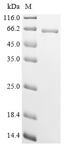 Recombinant Bovine Perilipin-5 (PLIN5), Bos taurus (Bovine), E.coli, N-terminal 10xHis-tagged and C-terminal Myc-tagged, 57.8kDa, purity >95% as determined by SDS-PAGE.