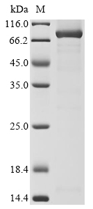 Recombinant Mouse Procollagen-lysine,2-oxoglutarate 5-dioxygenase 2 (Plod2), Mus musculus (Mouse), E.coli, C-terminal 6xHis-Myc-tagged, 85.0kDa, purity >90% as determined by SDS-PAGE.