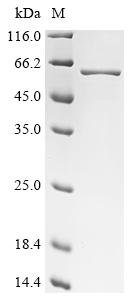 Recombinant Streptococcus pneumoniae serotype 2 Pneumolysin (ply) (146:A→Missing), partial, Streptococcus pneumoniae serotype 2 (strain D39 / NCTC 7466), E.coli, N-terminal 10xHis-tagged and C-terminal Myc-tagged, 60.1kDa, purity >90% as determined by SDS-PAGE.