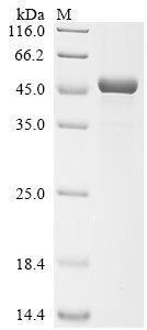 Recombinant Streptococcus pneumoniae serotype 2 Pneumolysin (ply), Streptococcus pneumoniae serotype 2 (strain D39 / NCTC 7466), E.coli, Tag-Free, 52.9kDa, purity >90% as determined by SDS-PAGE.
