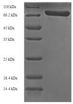 Recombinant Streptococcus pneumoniae serotype 4 Pneumolysin (ply), Streptococcus pneumoniae serotype 4 (strain ATCC BAA-334 / TIGR4), E.coli, N-terminal 6xHis-SUMO-tagged, 68.8kDa, purity >90% as determined by SDS-PAGE.