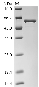 Recombinant Streptococcus pneumoniae serotype 4 Pneumolysin (ply), Streptococcus pneumoniae serotype 4(strain ATCC BAA-334/TIGR4), E.coli, N-terminal 6xHis-tagged, 58.7kDa, purity >90% as determined by SDS-PAGE.
