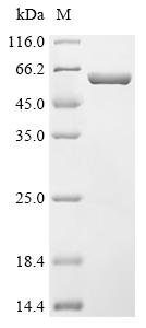 Recombinant Streptococcus pneumoniae Pneumolysin (ply), Streptococcus pneumoniae (strain ATCC BAA-255 / R6), E.coli, C-terminal 6xHis-tagged, 59.7kDa, purity >90% as determined by SDS-PAGE.
