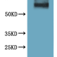 CSB-MP015780HU(A4)-B is detected by Mouse anti-6*His monoclonal antibody.