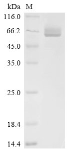 Recombinant Streptococcus pneumoniae serotype 2 Pneumolysin (ply), Streptococcus pneumoniae serotype 2 (strain D39 / NCTC 7466), Yeast, C-terminal 6xHis-tagged, 54.9kDa, purity >90% as determined by SDS-PAGE.