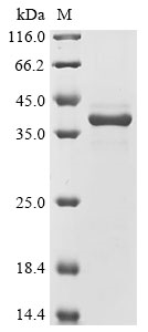 Recombinant Aspergillus flavus Probable pectate lyase A (plyA)