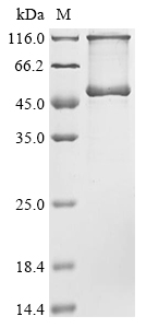 Recombinant Neosartorya fumigata Probable pectate lyase C (plyC), Neosartorya fumigata (strain CEA10 / CBS 144.89 / FGSC A1163) (Aspergillus fumigatus), E.coli, N-terminal 10xHis-tagged and C-terminal Myc-tagged, 49.5kDa, purity >90% as determined by SDS-PAGE.
