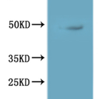 CSB-MP897568HU is detected by Mouse anti-6*His monoclonal antibody.