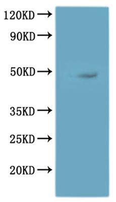 CSB-MP897568HU is detected by Mouse anti-6*His monoclonal antibody.