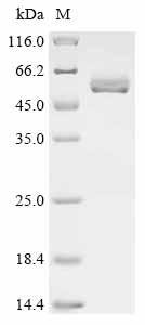 Recombinant Dog Inactive pancreatic lipase-related protein 1 (PNLIPRP1)