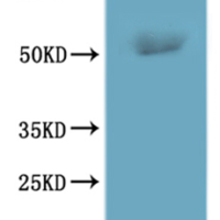 CSB-MP897568HUf4 is detected by Mouse anti-6*His monoclonal antibody.