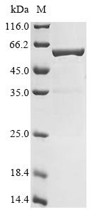 Recombinant Thermus aquaticus DNA polymerase I, thermostable (polA) (I614N,L616I), partial