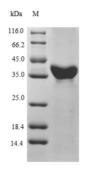 Recombinant Mouse Serum paraoxonase/arylesterase 1 (Pon1), Mus musculus (Mouse), E.coli, Tag-Free, 39.4kDa, purity >85% as determined by SDS-PAGE.