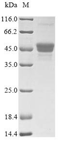 Recombinant Candida albicans pH-regulated antigen PRA1 (PRA1)