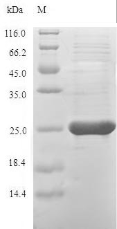 Recombinant Cricetulus griseus Peroxiredoxin-1 (PRDX1), Cricetulus griseus (Chinese hamster) (Cricetulus barabensis griseus), E.coli, N-terminal 6xHis-tagged, 26.1kDa, purity >90% as determined by SDS-PAGE.