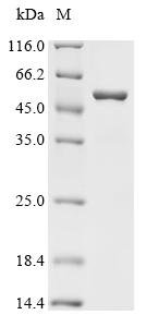 Recombinant Escherichia coli Peptide chain release factor 2 (prfB), Escherichia coli (strain K12), E.coli, C-terminal 6xHis-tagged, 48.2kDa, purity >95% as determined by SDS-PAGE.