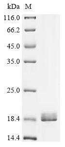 Recombinant Sesamum indicum Oleosin L Protein, Sesamum indicum (Oriental sesame) (Sesamum orientale), in vitro E.coli expression system, N-terminal 10xHis-tagged, 16.7kDa, purity >90% as determined by SDS-PAGE.