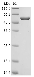 Recombinant Salmonella typhimurium Protein prgI (prgI), Biotinylated